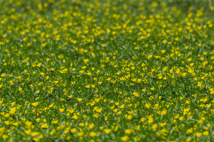 tapis de fleurs &copy; Romain Baghi