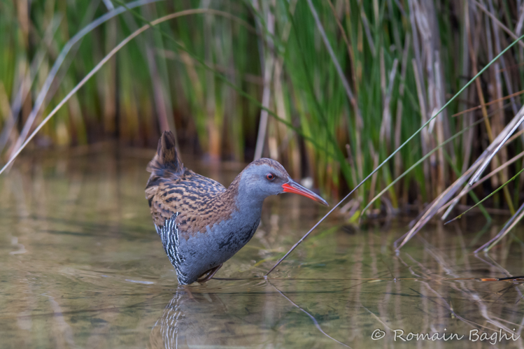 Râle d'eau &copy; Romain Baghi