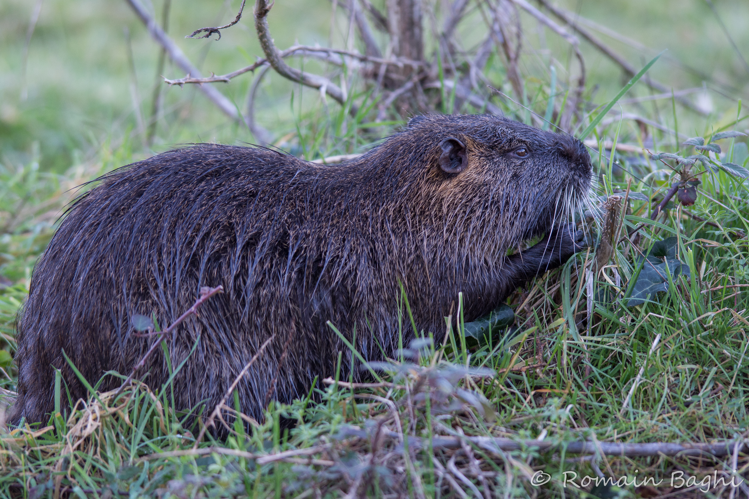 Ragondin &copy; Romain Baghi