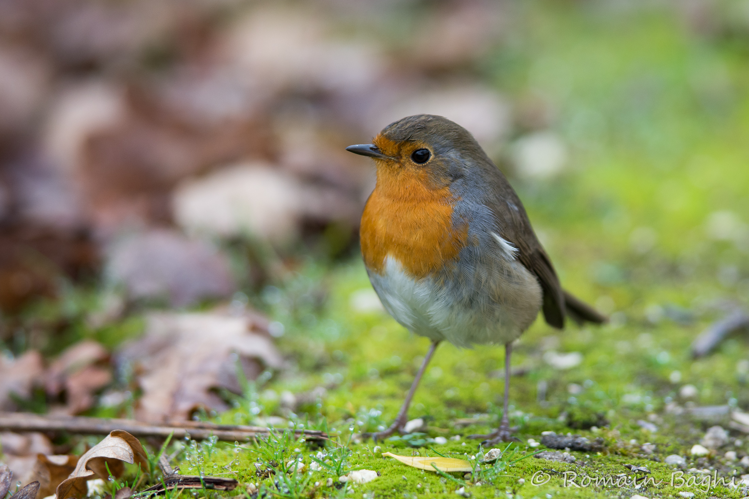 Rougegorge familier &copy; Romain Baghi