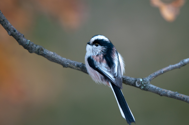 Mésange à longue queue &copy; Romain Baghi