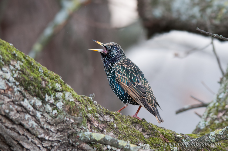 Etourneau &copy; Romain Baghi