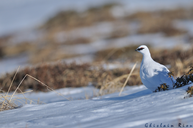 Lagopède alpin &copy; Ghislain Riou