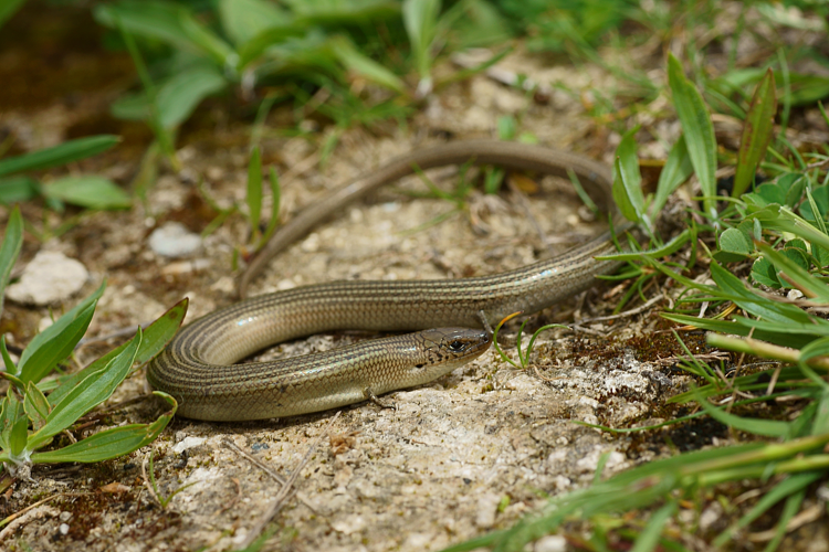 Seps strié - Pavie (Gers) &copy; Laurent Barthe