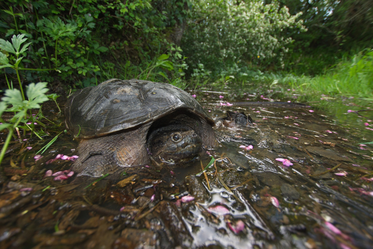 Tortue serpentine - Chelydra serpentina (Haute-Garonne) &copy; Laurent Barthe