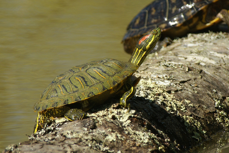 Trachemys scripta elegans (Trachémyde écrite à tempes rouges ou Tortue "de Floride") &copy; Laurent Barthe