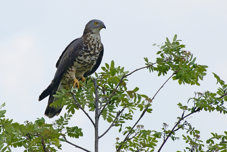 Bondrée apivore - Auch (Gers) &copy; Laurent Barthe
