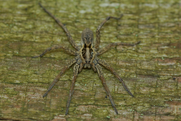 Hogna radiata - Ordan Larroque (Gers) &copy; Laurent Barthe