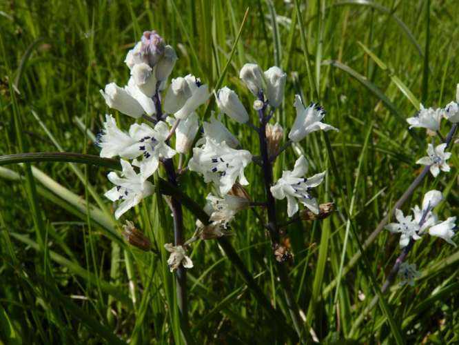 Bellevalia romana - jacinthe de Rome - Saint-Orens-de-Gameville (31) &copy; Mathieu Menand