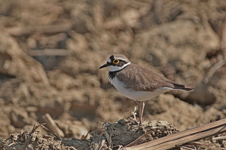 Petit Gravelot - Charadrius dubius - Saint-Mont (Gers) &copy; Laurent Barthe