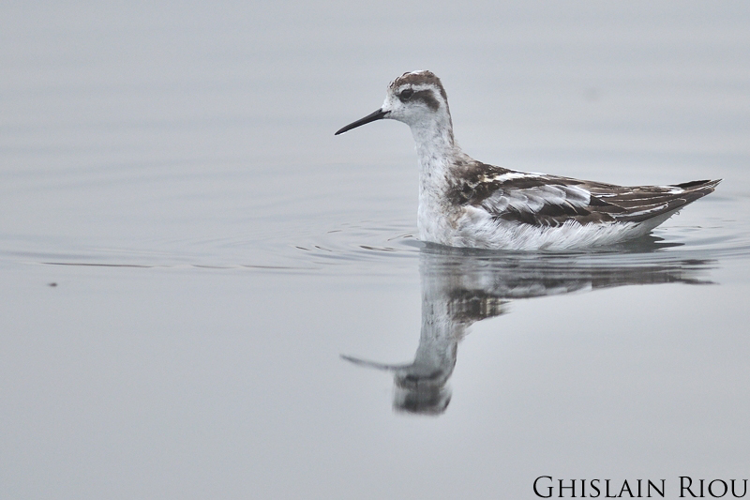 Phalarope à bec étroit &copy; Ghislain Riou