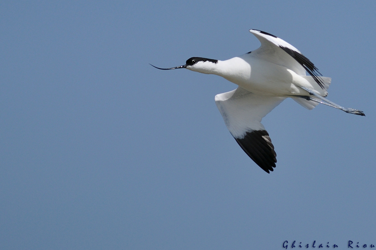 Avocette élégante &copy; Ghislain Riou