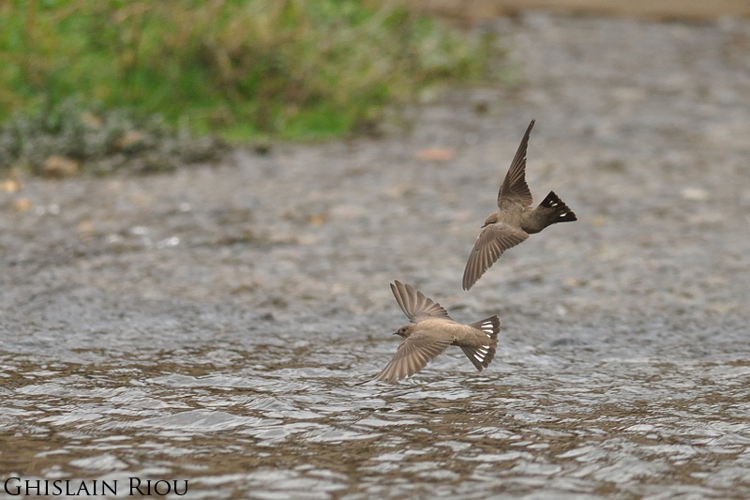 Hirondelle de rochers &copy; Ghislain Riou