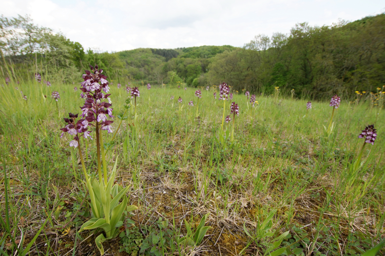 Orchis purpurea - Orchis pourpre - Ordan-Larroque (Gers) &copy; Laurent Barthe