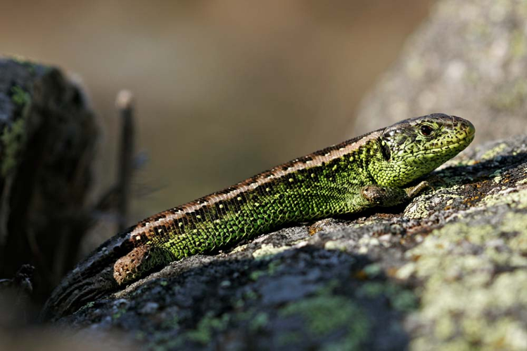 Lézard agile mâle - Lacerta agilis garzoni - Ariège &copy; Claudine Delmas