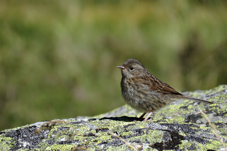 Accenteur mouchet - Prunella modularis - Ariège &copy; Claudine Delmas