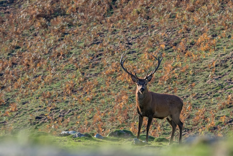 Cerf élaphe - Cervus elaphus - Haute-Garonne (Pyrénées) &copy; Claudine Delmas