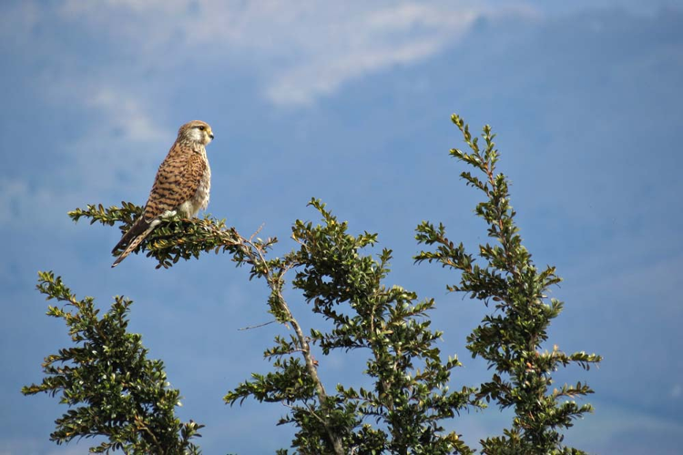 Faucon crécerelle femelle - Falco tinnunculus - Ariège &copy; Claudine Delmas