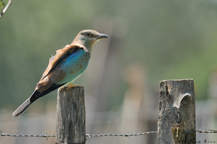 Rollier d'Europe &copy; Ghislain Riou