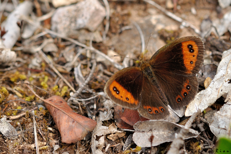 Erebia neoridas, 30 août 2018, Creissels 12 &copy; Ghislain Riou