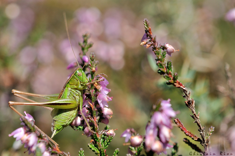 Decticelle bicolore &copy; Ghislain Riou
