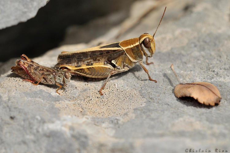Calliptamus barbarus, couple, Creissels 12 &copy; Ghislain Riou