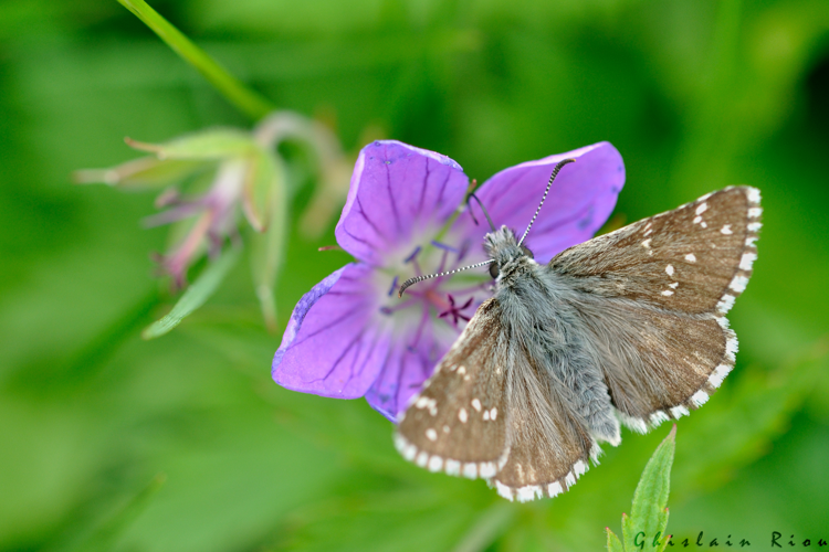 Pyrgus cacaliae mâle, Bagnères-de-Luchon 31, juillet 2018 &copy; Ghislain Riou