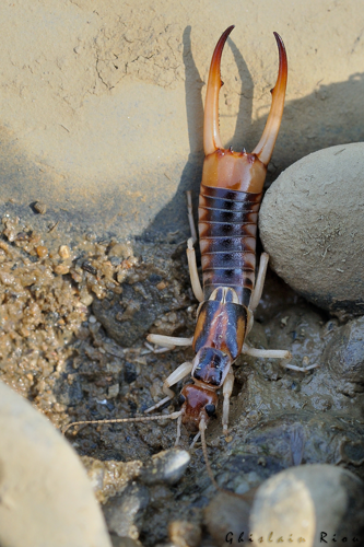 Perce-oreille des plages &copy; Ghislain Riou