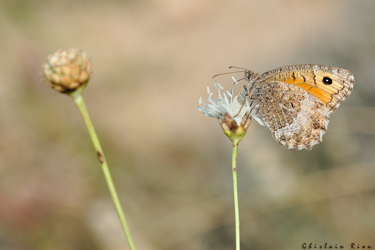 Mercure &copy; Ghislain Riou