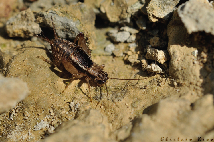 Pteronemobius lineolatus - Grillon des torrents mâle, RN de la Confluence Garonne Ariège 31 &copy; Ghislain Riou