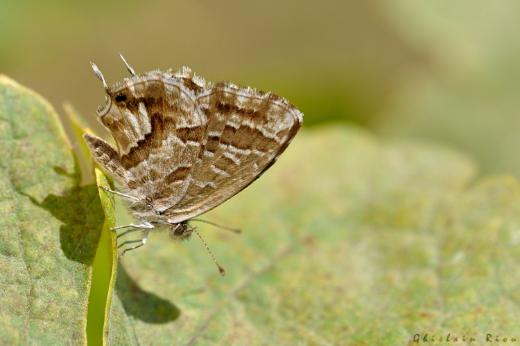 Cacyreus marshalii, 2 sept. 2018, Sainte-foy-d'Aigrefeuille 31 &copy; Ghislain Riou