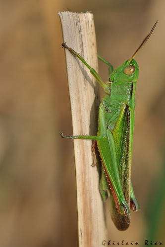 Paracinema tricolor - Criquet tricolore, Revel 31 &copy; Ghislain Riou