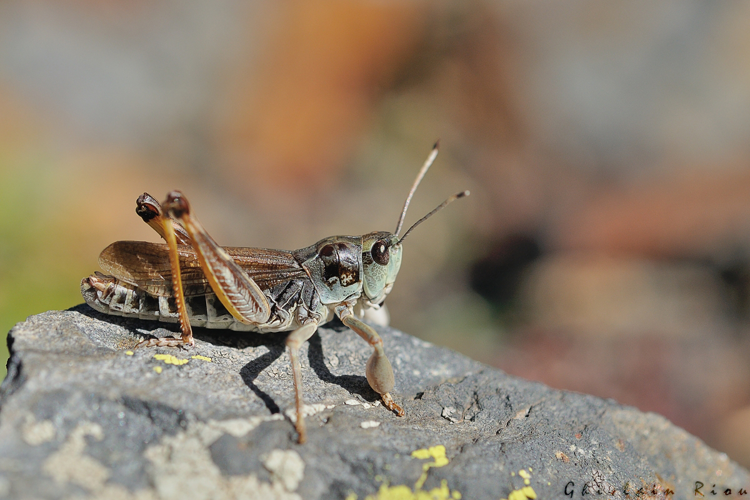 Gomphocerus sibiricus mâle, Hospice-de-France 31 &copy; Ghislain Riou