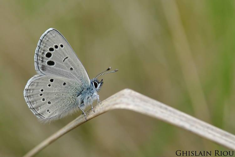 Azuré de la Badasse &copy; Ghislain Riou