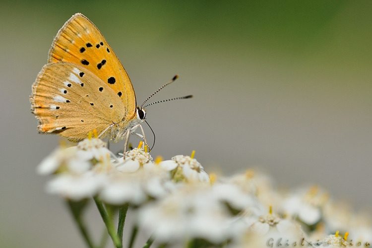 Cuivré de la Verge-d'or &copy; Ghislain Riou