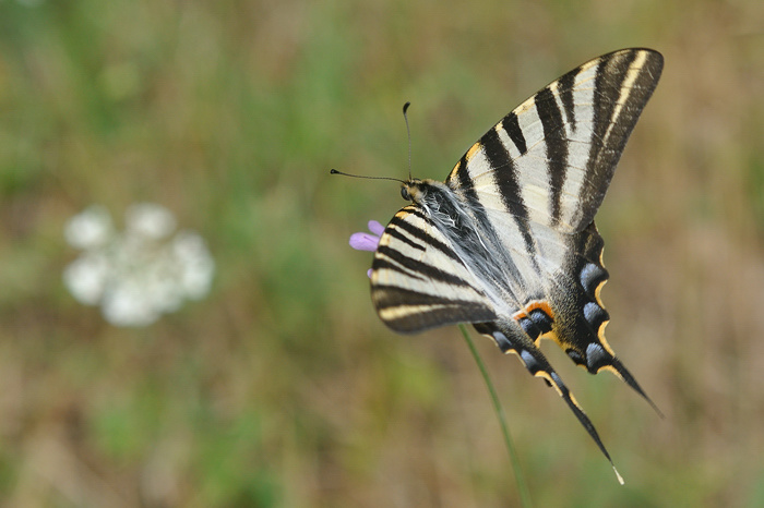 Voilier blanc &copy; Ghislain Riou
