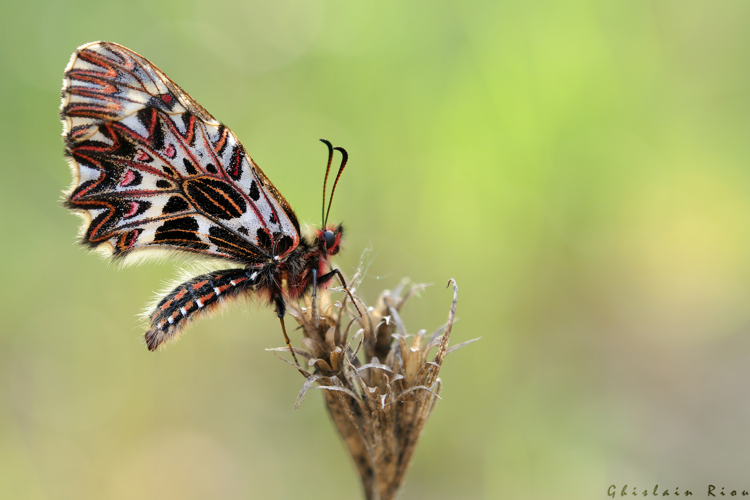 Zerynthia polyxena, 19 avril 2018 ,St-Hippolyte-du-Fort 30 &copy; Ghislain Riou