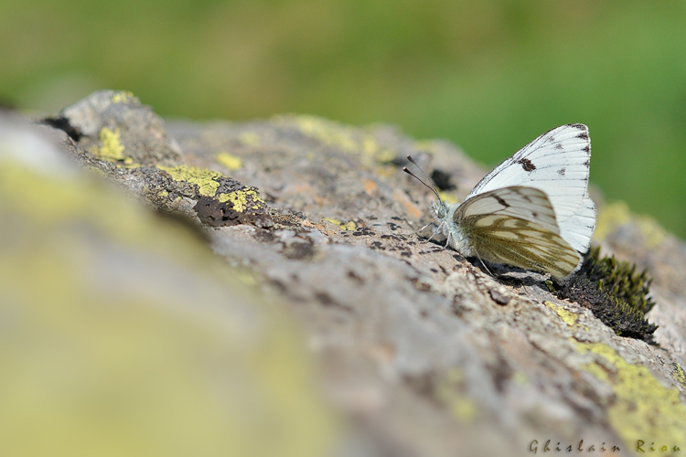 Piéride du Vélar &copy; Ghislain Riou