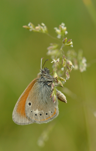 Fadet de la Mélique &copy; Ghislain Riou
