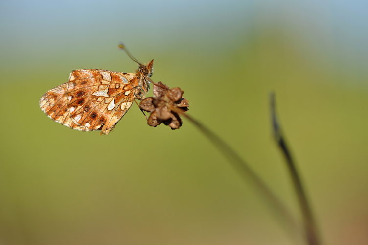 Petite Violette &copy; Ghislain Riou