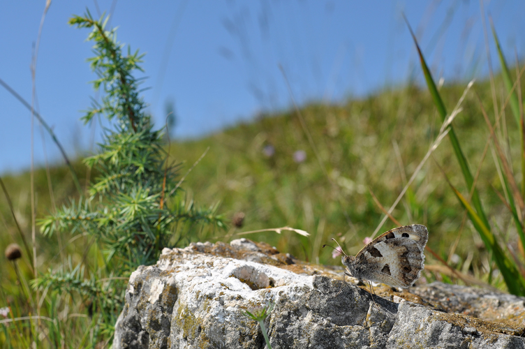 Hermite &copy; Ghislain Riou