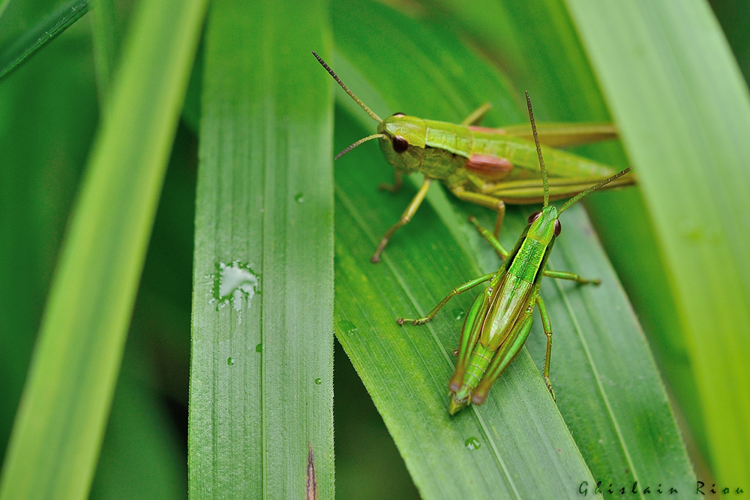 Criquet des Genévriers &copy; Ghislain Riou