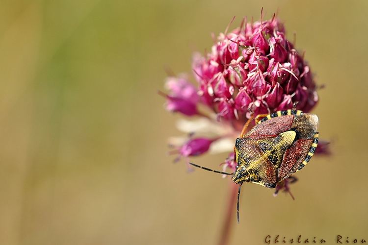 Carpocoris pudicus &copy; Ghislain Riou