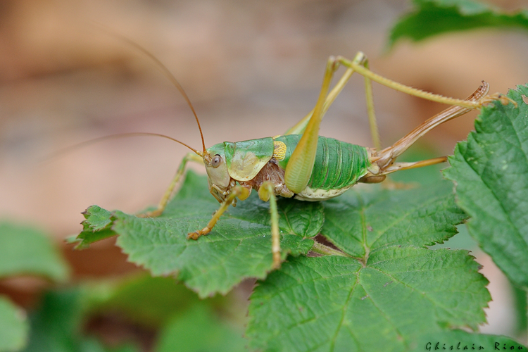 Antaxius sorrezensis - Antaxie cévenole femelle, Rougiers de Camarès 12 &copy; Ghislain Riou