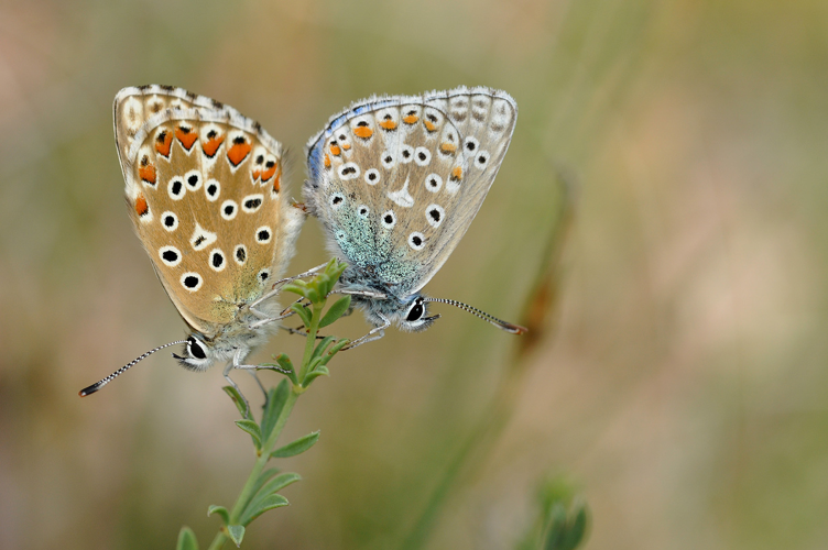 Azuré bleu-céleste &copy; Ghislain Riou