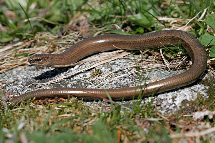 Anguis fragilis, femelle à robe peu contrastée (Ariège) &copy; Claudine Delmas