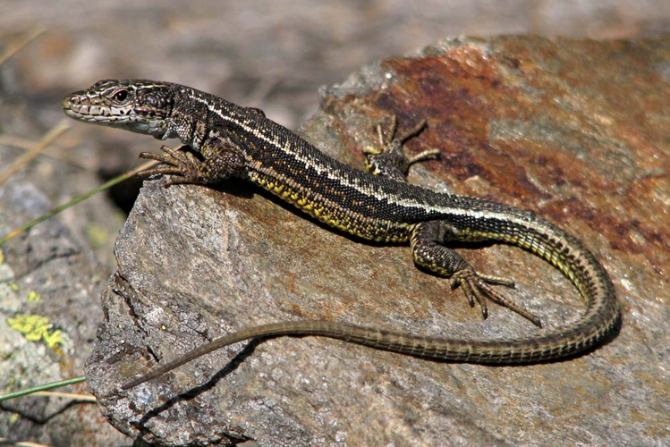Lézard d'Aurélio - Iberolacerta aurelioi - Ariège &copy; Claudine Delmas