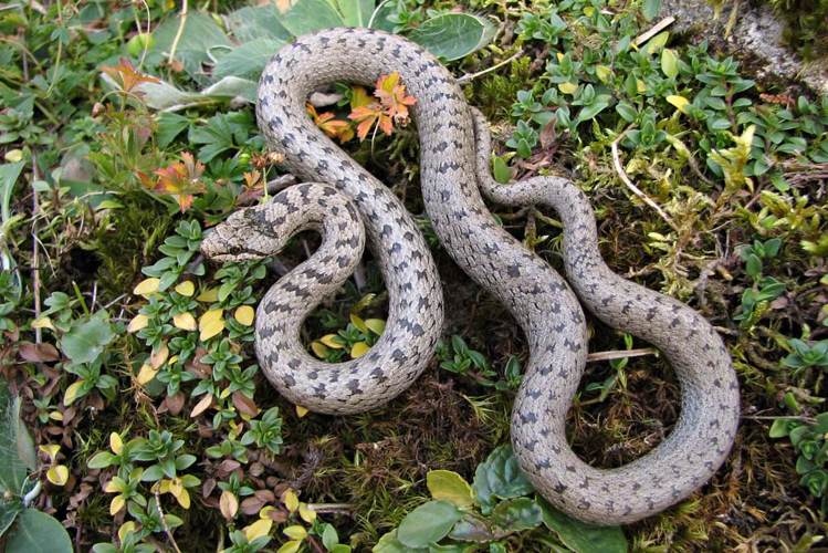 Coronella austriaca (Ariège) &copy; Claudine Delmas
