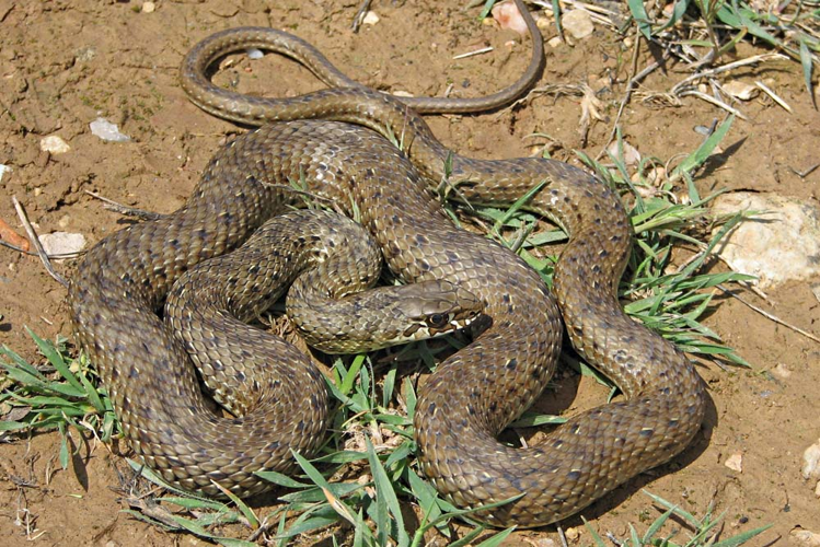 Malpolon monspessulanus, femelle ( ) &copy; Claudine Delmas