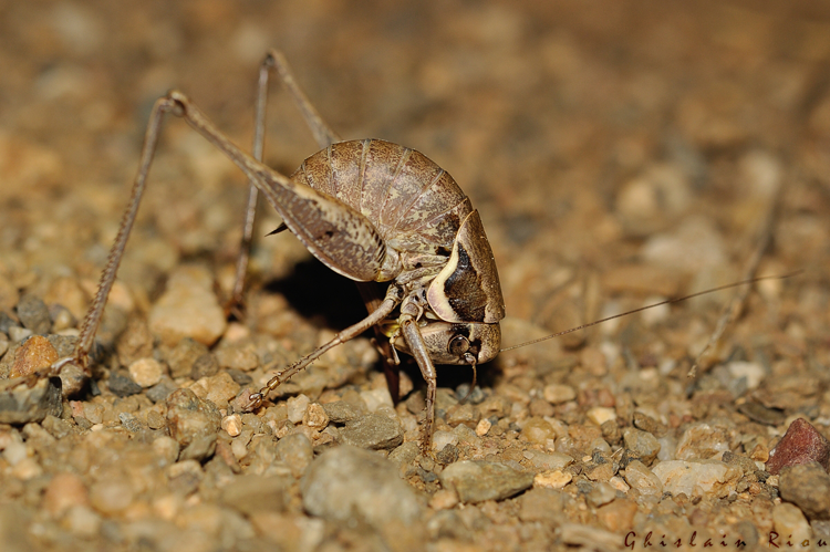 Decticelle des roselières &copy; Ghislain Riou